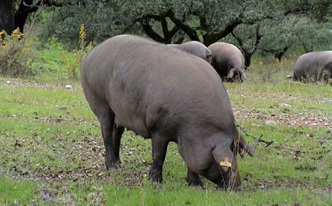 Imagen de un cerdo ibérico en su ganadería original en Extremadura