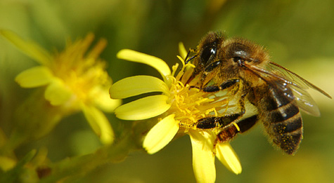 El 'desabejamiento' acaba con el 70% de las abejas en cada colmena