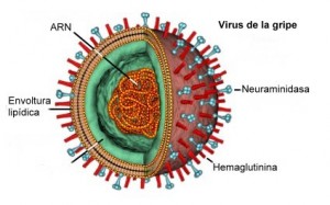 Representación gráfica del virus de la gripe A