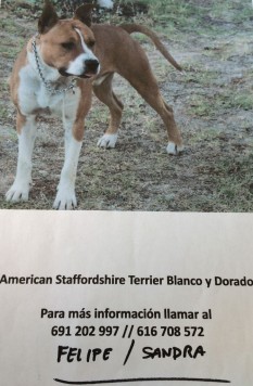 American Staffordshire Terrier Blanco y Dorado