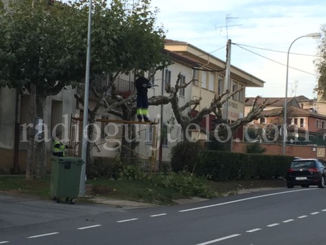 Operarios municipales realizando trabajos de poda