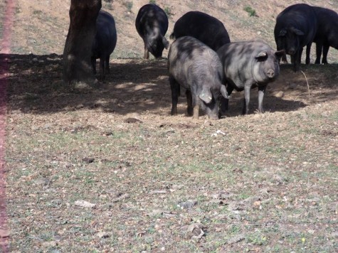 Cerdos en el campo. Foto Faustino Prieto.