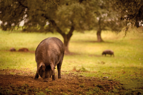 Cerdos en el campo. Foto Castro y González.
