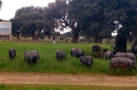 Cerdos en el campo. Foto Faustino Prieto