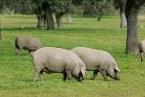 Cerdos en el campo. Foto Castro y González.