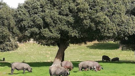 Cerdos en el campo. Foto Faustino Prieto.