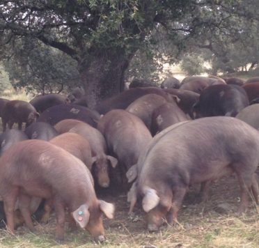 Cerdos en el campo. Foto Miratonda
