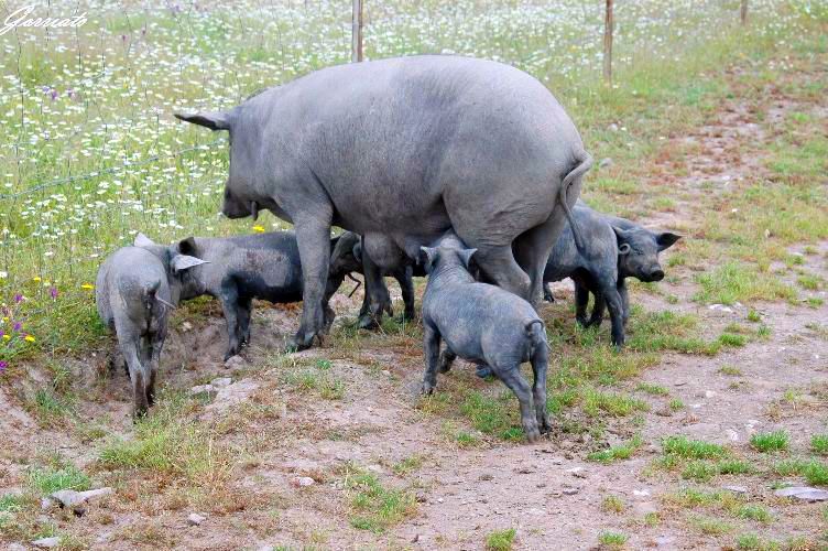 Cerdos en el campo. Foto elgranjamón.es