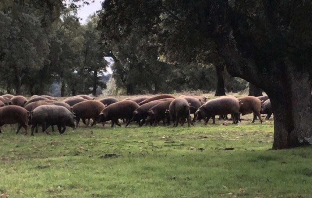 Cerdos en la Dehesa. Foto Diputación de Salamanca.
