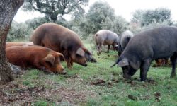 Repetición en el ibérico antes de la primera cotización de la bellota