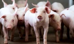 Nuevo descenso en el porcino blanco