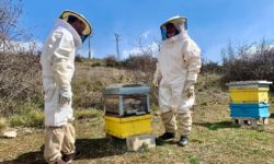 Día de las abejas, Operación Bocata, Romerías, San Isidro y más citas en la Comarca