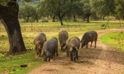 Subida en cebo, el cebo de campo y los tostones