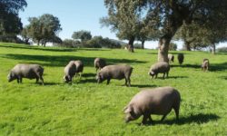 China anuncia aranceles definitivos de hasta el 19,8 % al cerdo europeo