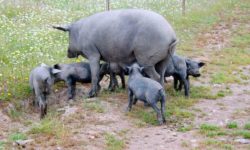 Una Lonja de repeticiones de precios