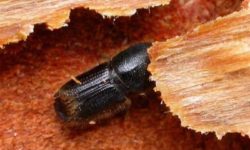 La Junta declara una plaga de escarabajos de la corteza