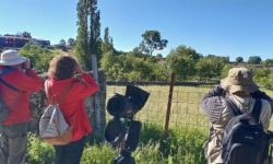 Ruta ornitológica junto a Ver Aves en el Festival La Candela